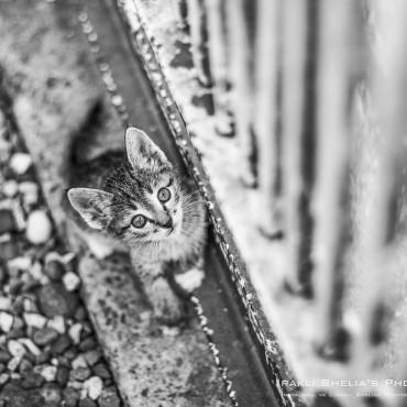 Альбом: Фотосъемка животных, 6 фотографий