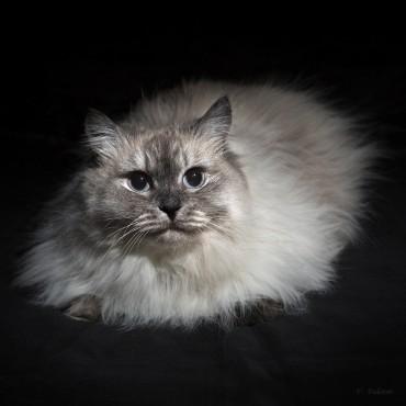 Фотография #684305, фотосъемка животных, автор: Федотов Вадим