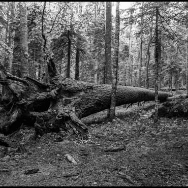 Фотография #690041, , автор: Сергей Подцепко