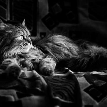 Фотография #695657, фотосъемка животных, автор: Вероника Янина