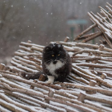 Фотография #738193, , автор: Сергей Шульга
