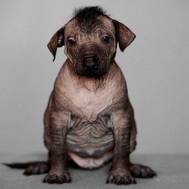 Альбом: Фотосъемка животных, 5 фотографий