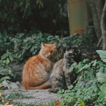 Альбом: Фотосъемка животных, 12 фотографий