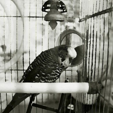 Фотография #776151, автор: Степан Тищенко