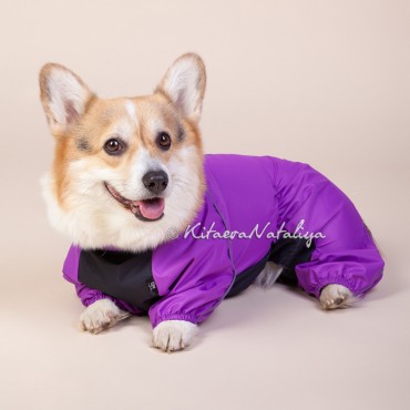 Фотография #812988, фотосъемка животных, автор: Наталия Китаева